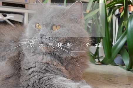 房地产律师 介绍 房地产律师 介绍